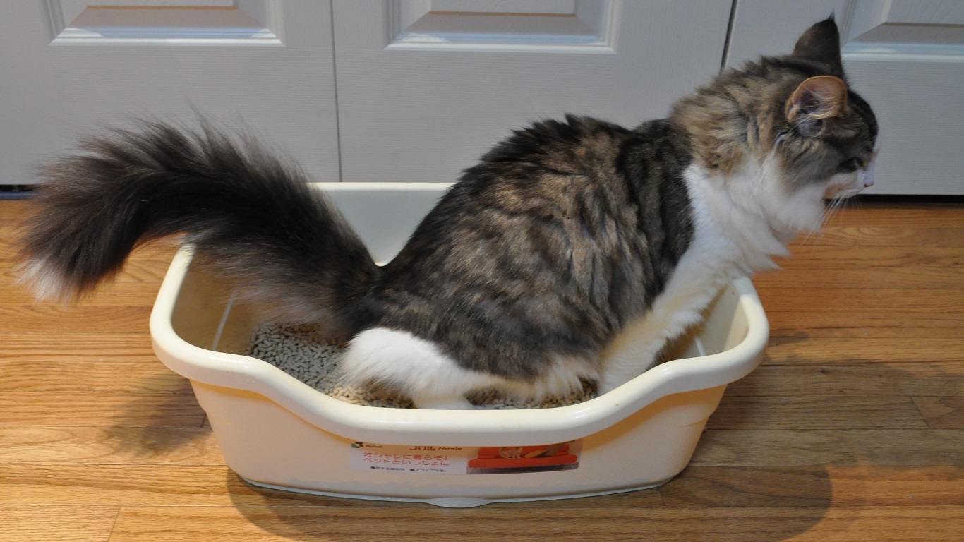 Cat Genie