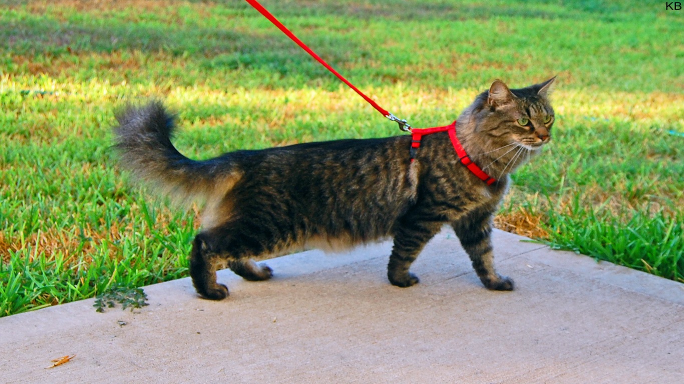 Cat harness & Leash